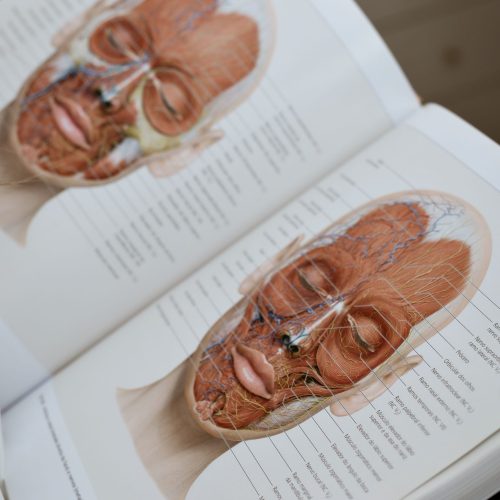 Detailed anatomical illustration of facial structures in an open medical book.